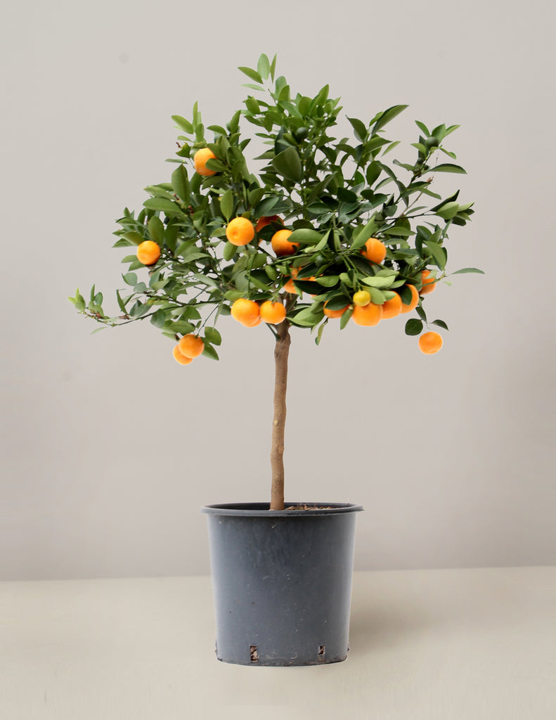 Citrus Calamondin Mandarinenbaum XL – vielgrün