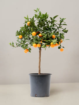 Citrus Calamondin Mandarinenbaum  XL