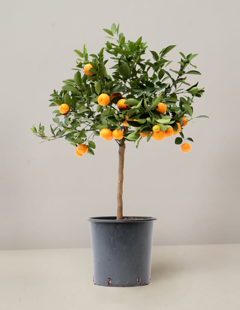 Citrus Calamondin Mandarinenbaum  XL