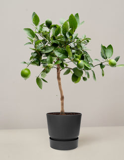 Citrus Aurantifolia Limettenbaum XL