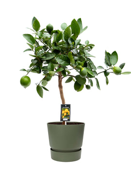 Citrus Aurantifolia Limettenbaum XL