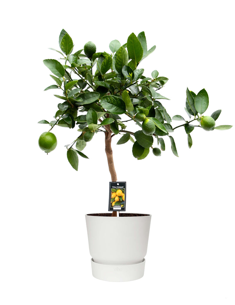 Citrus Aurantifolia Limettenbaum XL