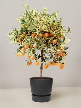 Citrus Variagata Calamondin Mandarinenbaum  XL