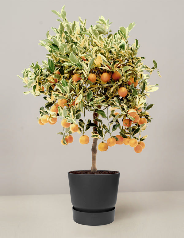 Citrus Variagata Calamondin Mandarinenbaum  XL
