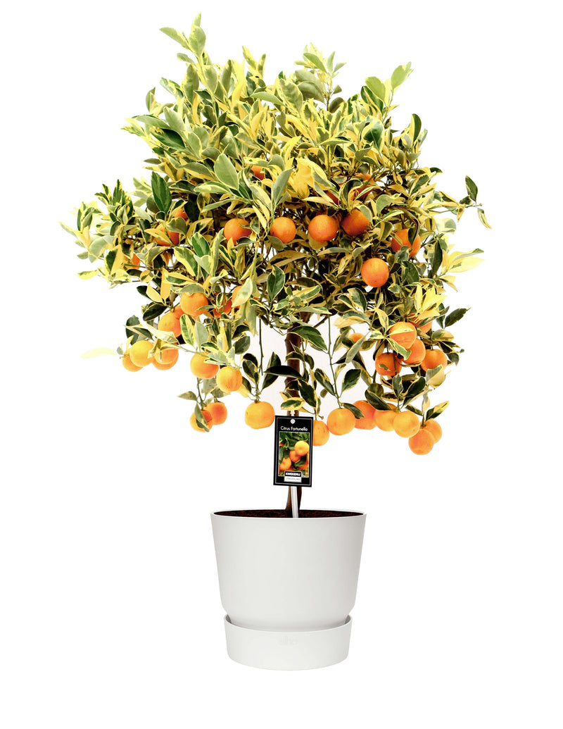 Citrus Variagata Calamondin Mandarinenbaum  XL