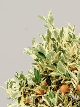 Citrus Variagata Calamondin Mandarinenbaum  XL