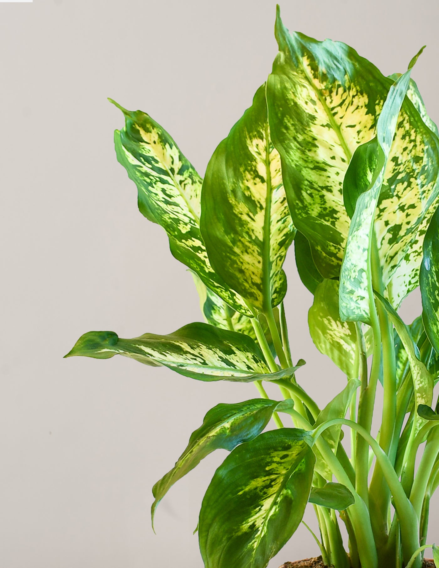 dieffenbachia blätter tropfen Dieffenbachia Tropic Snow XL – vielgrün