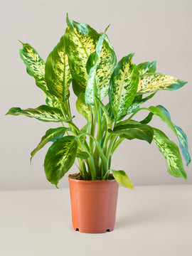 Dieffenbachia Tropic Snow XL