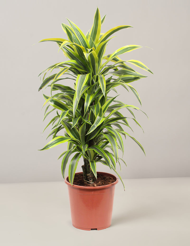 Dracaena Lemon Drachenbaum XXL 110cm – vielgrün