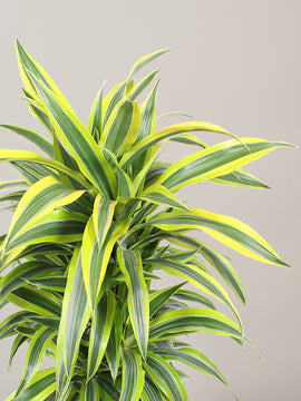 Dracaena Lemon Drachenbaum XXL 110cm