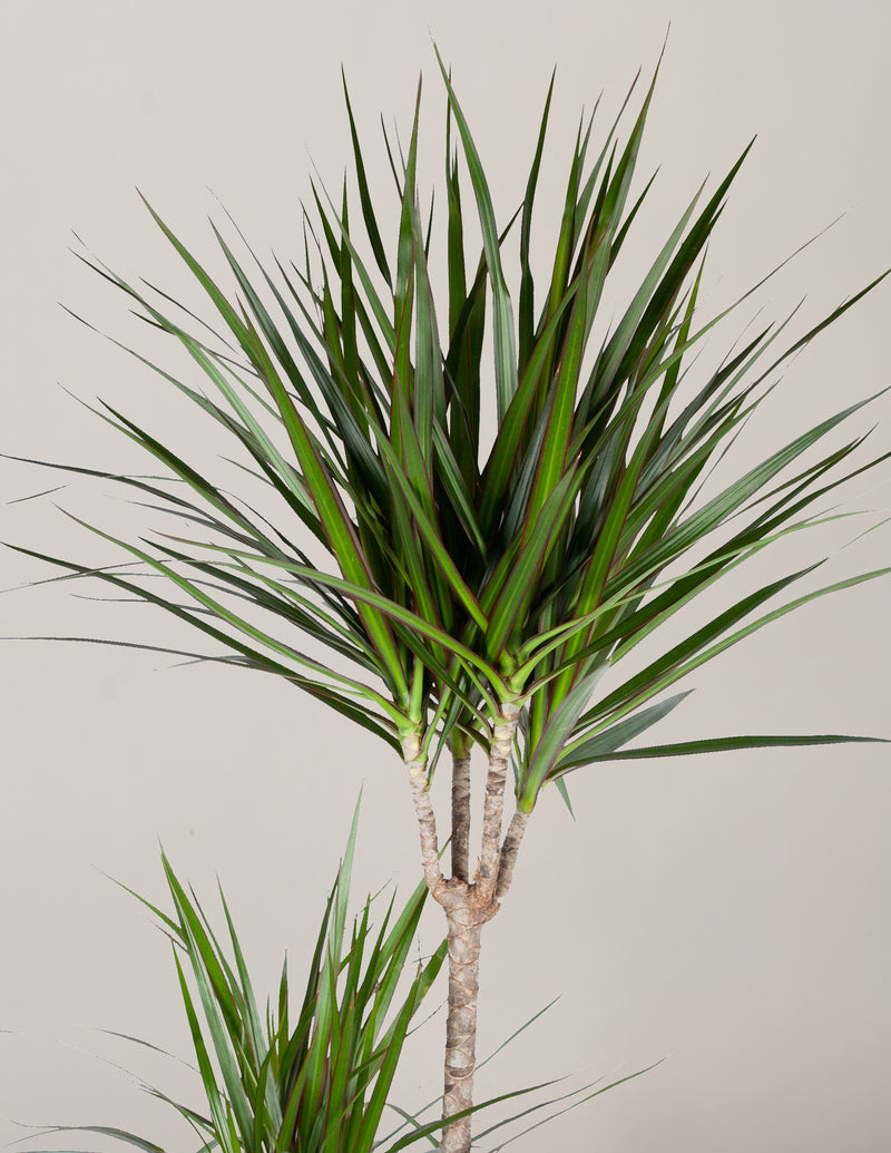 Dracaena Marginata Drachenbaum XXL mit Übertopf & Untersetzer, 110cm