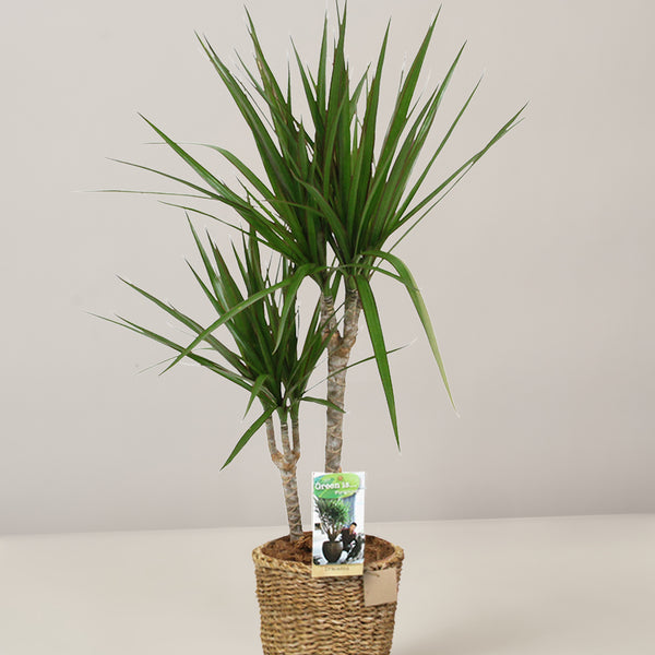 bambushecke fargesia murielae Bambushecke - Fargesia murielae