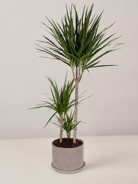 Dracaena Marginata Drachenbaum XXL mit Übertopf & Untersetzer, 110cm