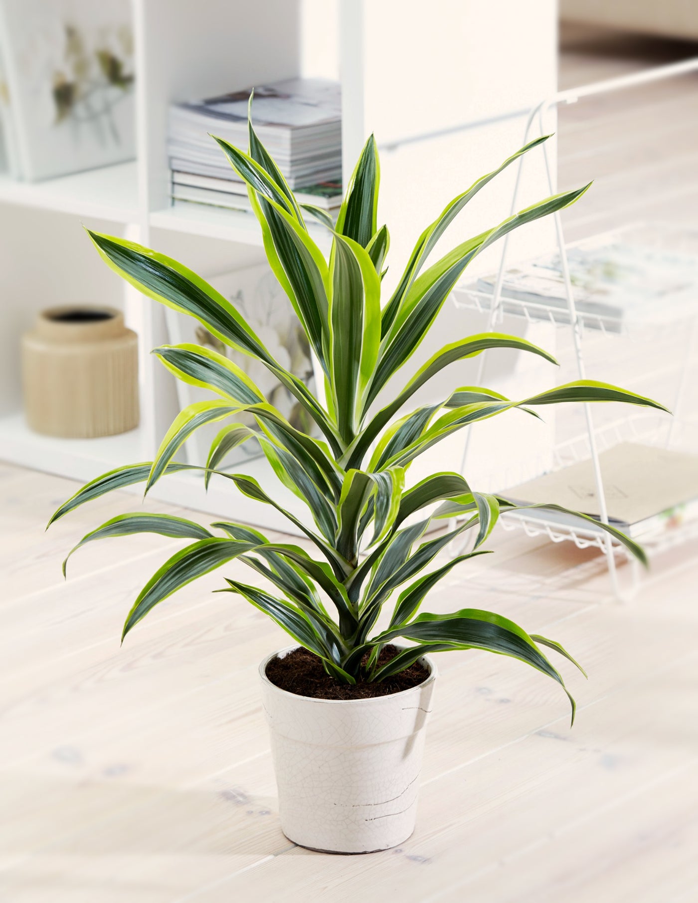 Dracaena Lemon Drachenbaum – vielgrün
