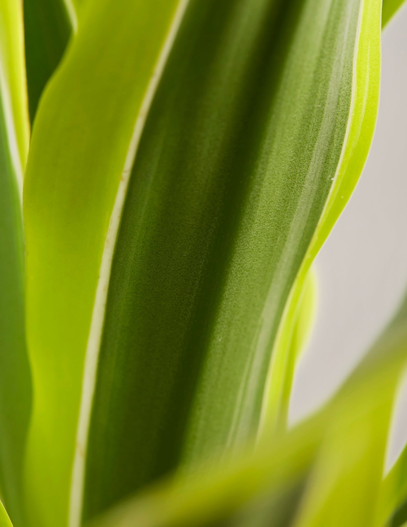 Dracaena Lemon Drachenbaum – vielgrün