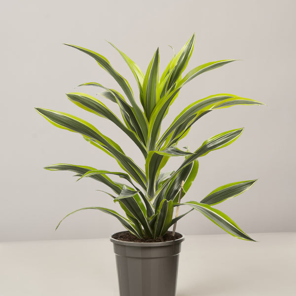 Dracaena Lemon Drachenbaum – vielgrün