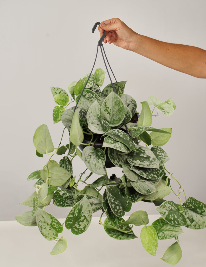 Efeutute Scindapsus Silvery Ann, Ampel – vielgrün