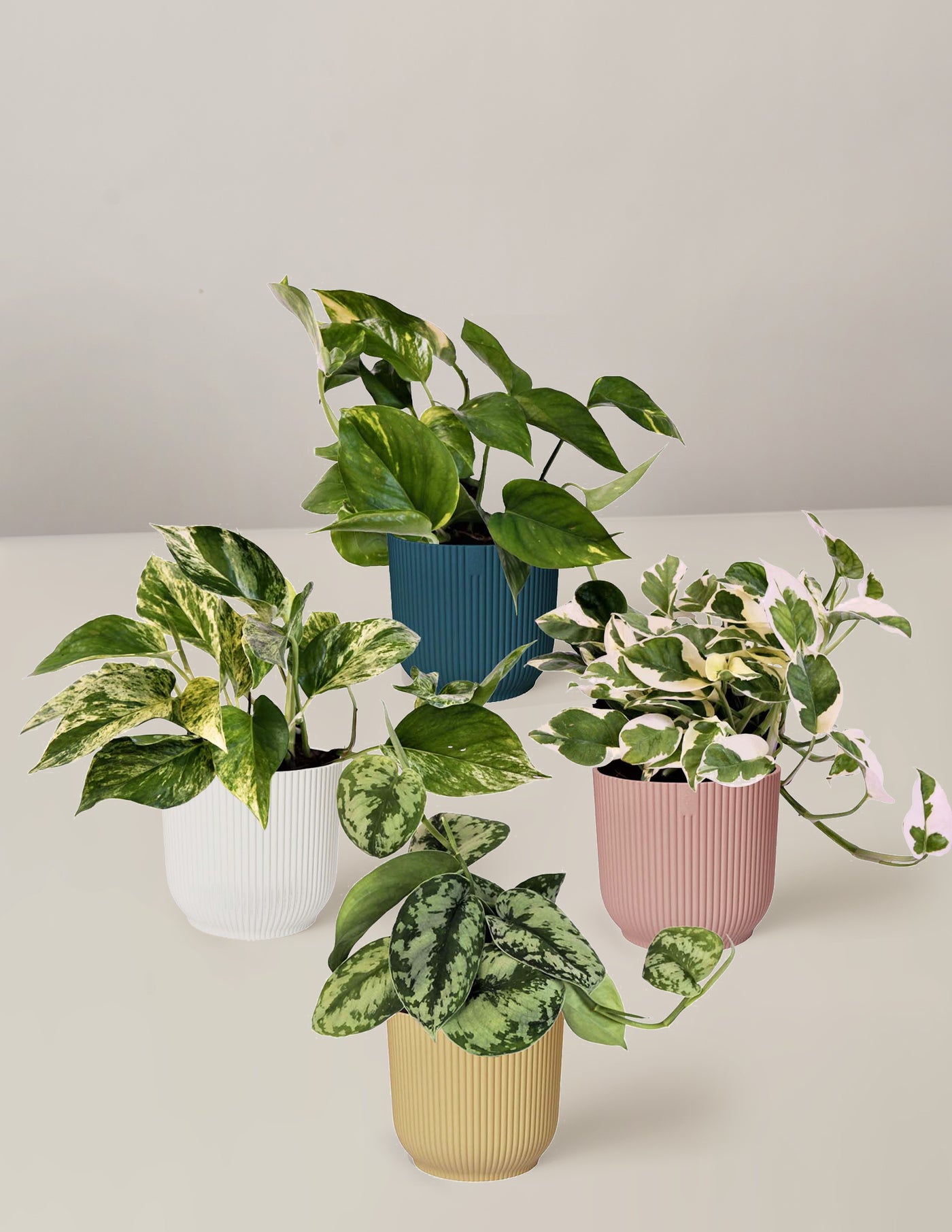 Efeutute Scindapsus Pictus Trebie, Aureum, N'joy, Marble Queen – vielgrün