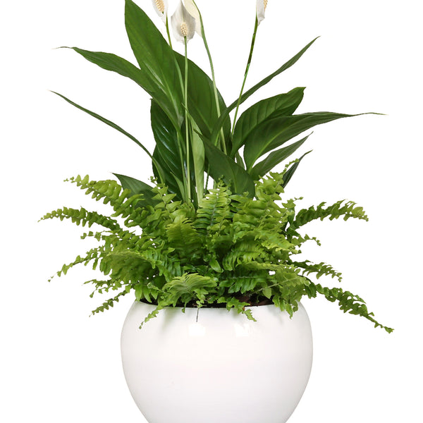 einblatt zimmerpflanze Spathiphyllum Einblatt Ø19cm – vielgrün