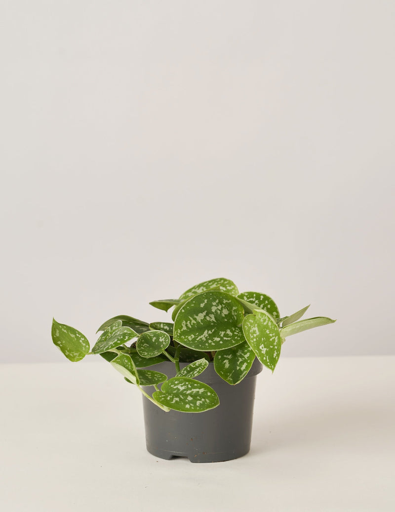 Efeutute Scindapsus Pictus Trebie, Marble Queen, N'joy, Philodendron N – vielgrün