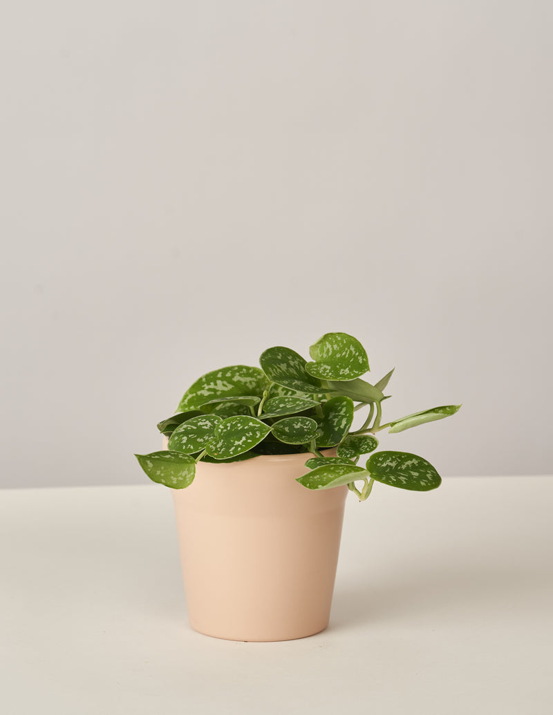 Efeutute Scindapsus Pictus Trebie – vielgrün