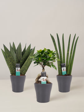 Sansevieria Zeylanica, Sansevieria Cylindrica, Ficus Ginseng, Trio, 30cm