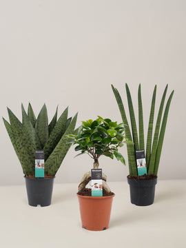 Sansevieria Zeylanica, Sansevieria Cylindrica, Ficus Ginseng, Trio, 30cm