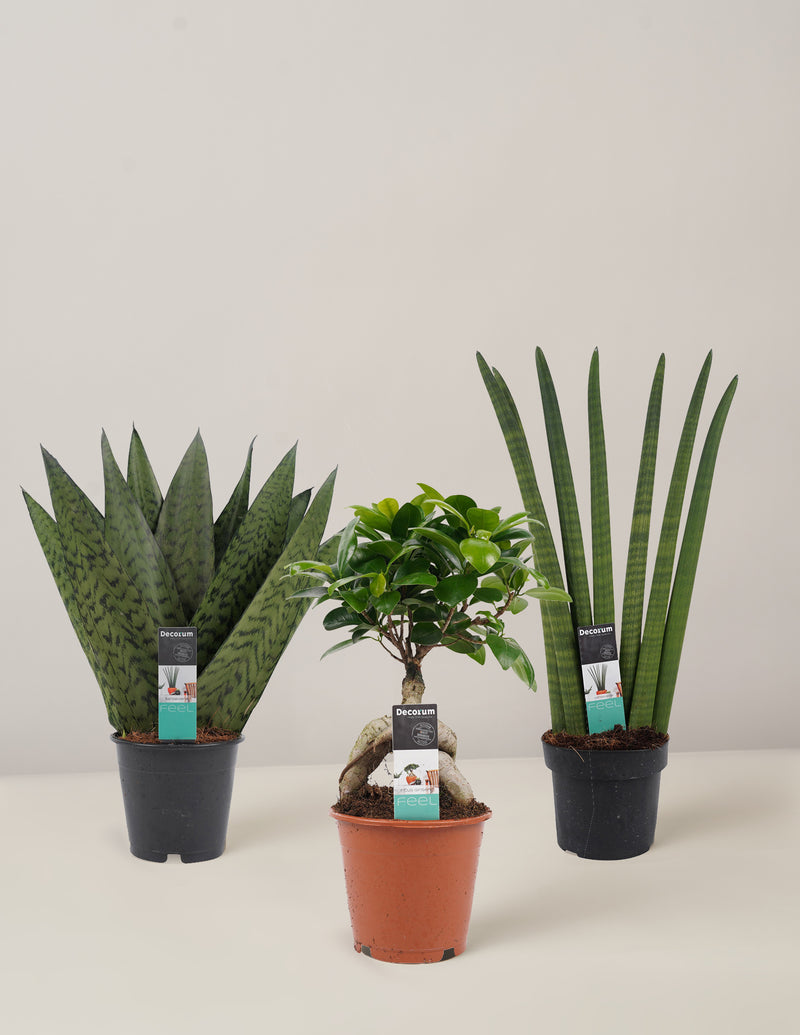 Sansevieria Zeylanica, Sansevieria Cylindrica, Ficus Ginseng, Trio, 30cm