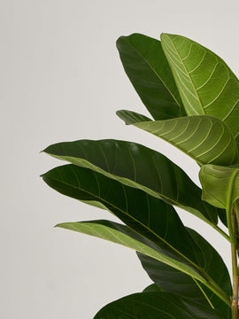 Ficus Benghalensis Sunshine XXL