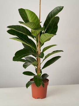 Ficus Benghalensis Sunshine XXL