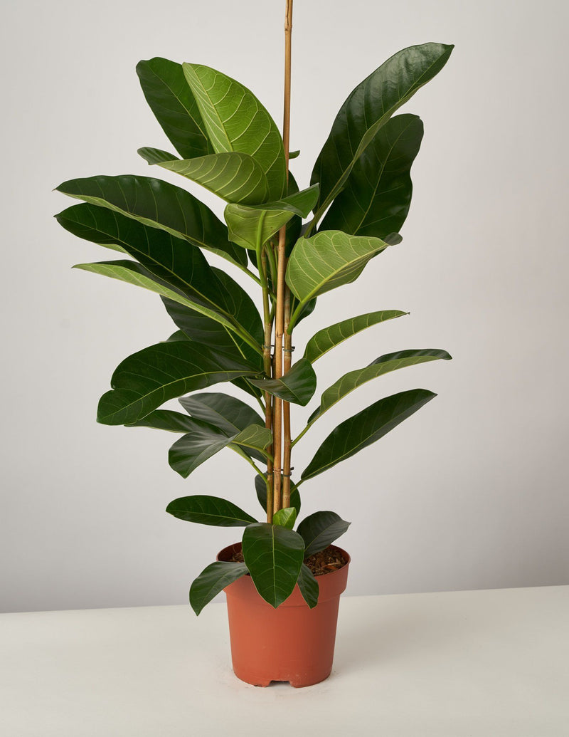 Ficus Benghalensis Bengalische Feige XL - 