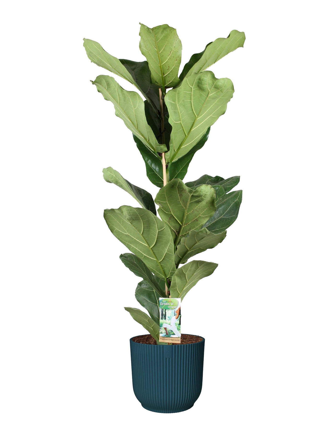 geigenfeige xl Ficus Lyrata Geigenfeige XL – vielgrün