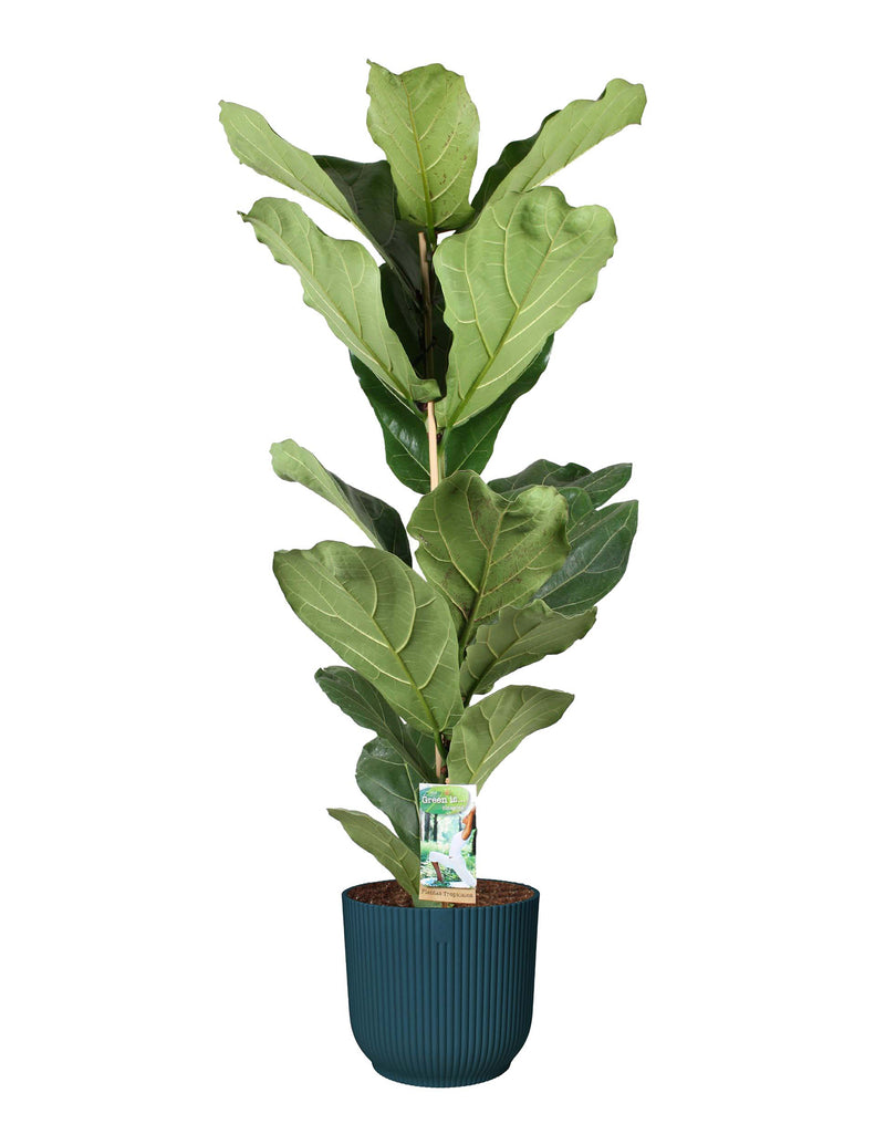 Ficus Lyrata Geigenfeige XL