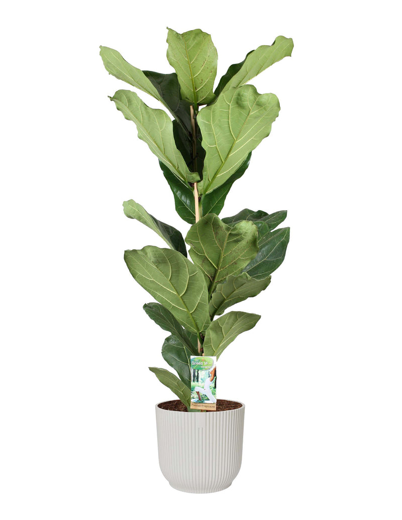 Ficus Lyrata Geigenfeige XL