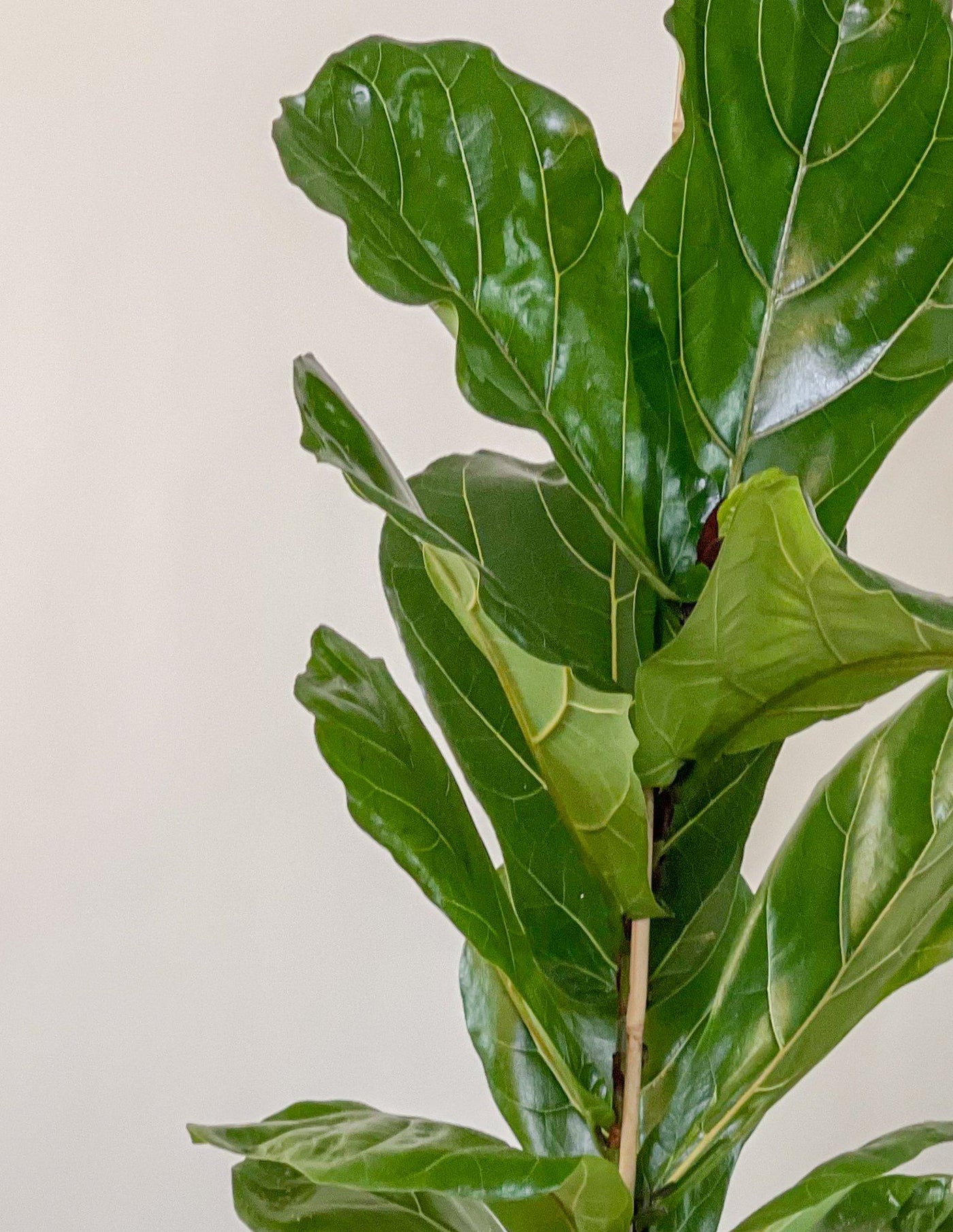 Ficus Lyrata Geigenfeige XL – vielgrün