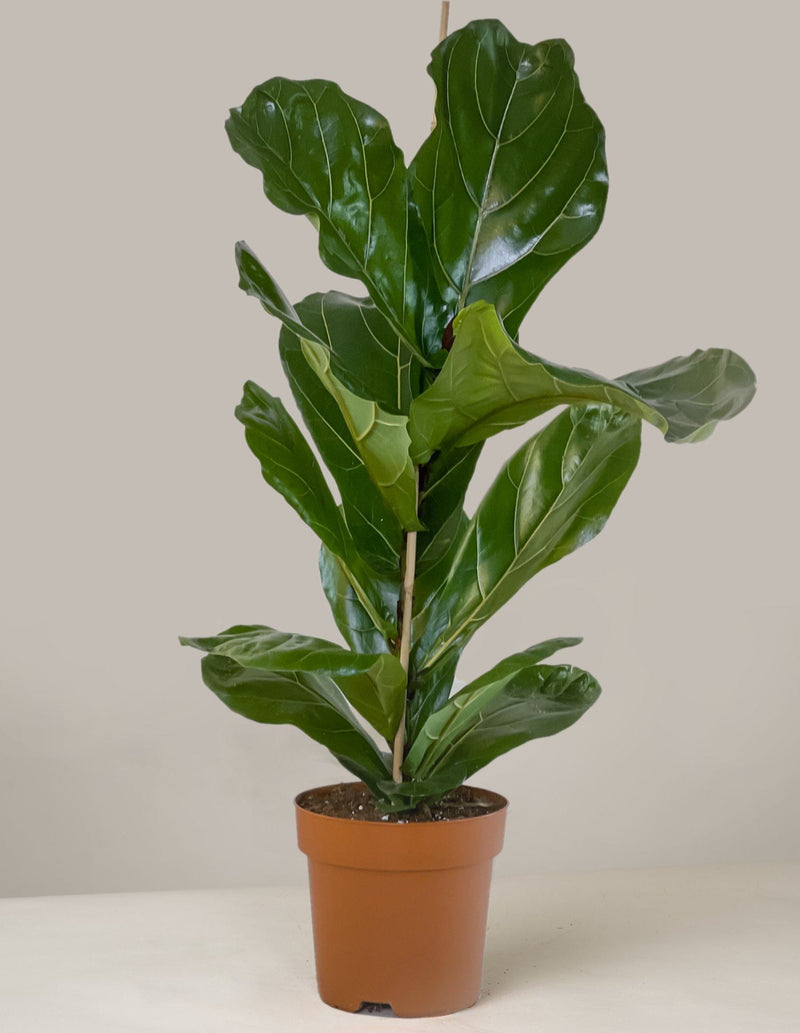 Ficus Lyrata Geigenfeige XL - 