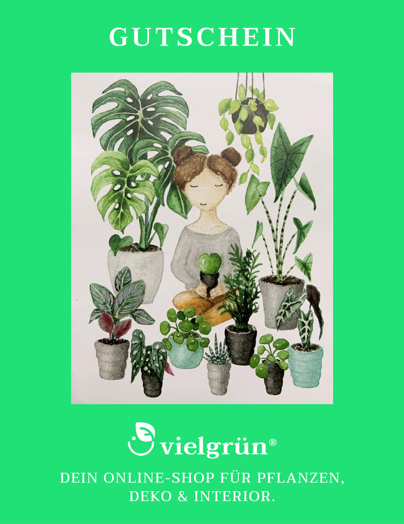 ackergras saatgut mehrjährig Ackerbohne Saatgut 200 g – Gründüngung für 10–12 m² – Gardenox-Natur