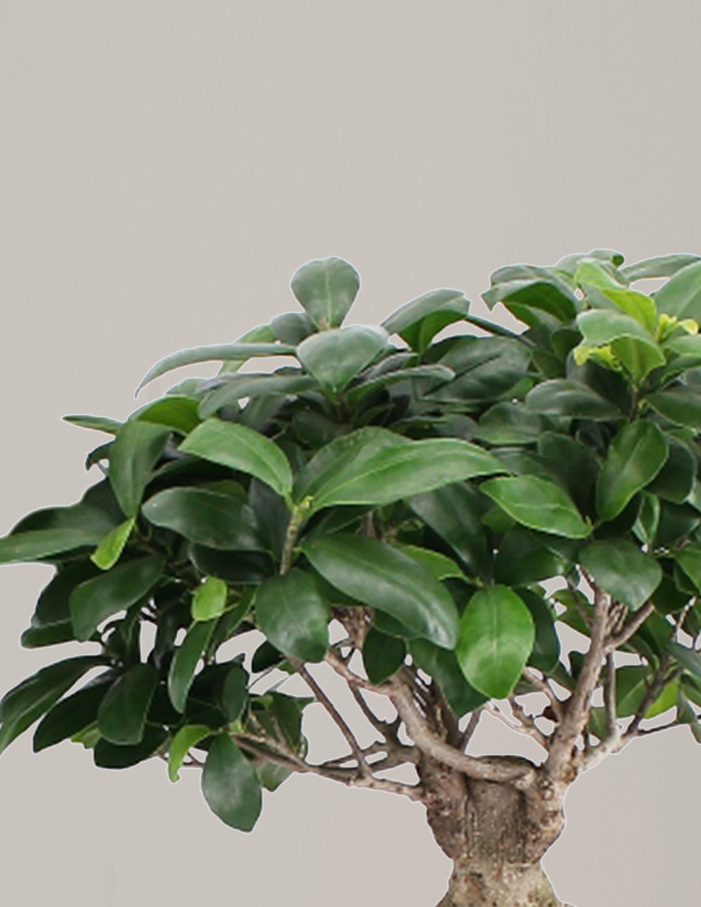 Ficus Ginseng mit Übertopf XL – vielgrün