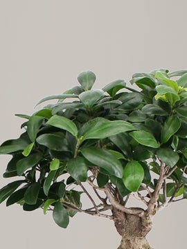 Ficus Ginseng mit Übertopf XL