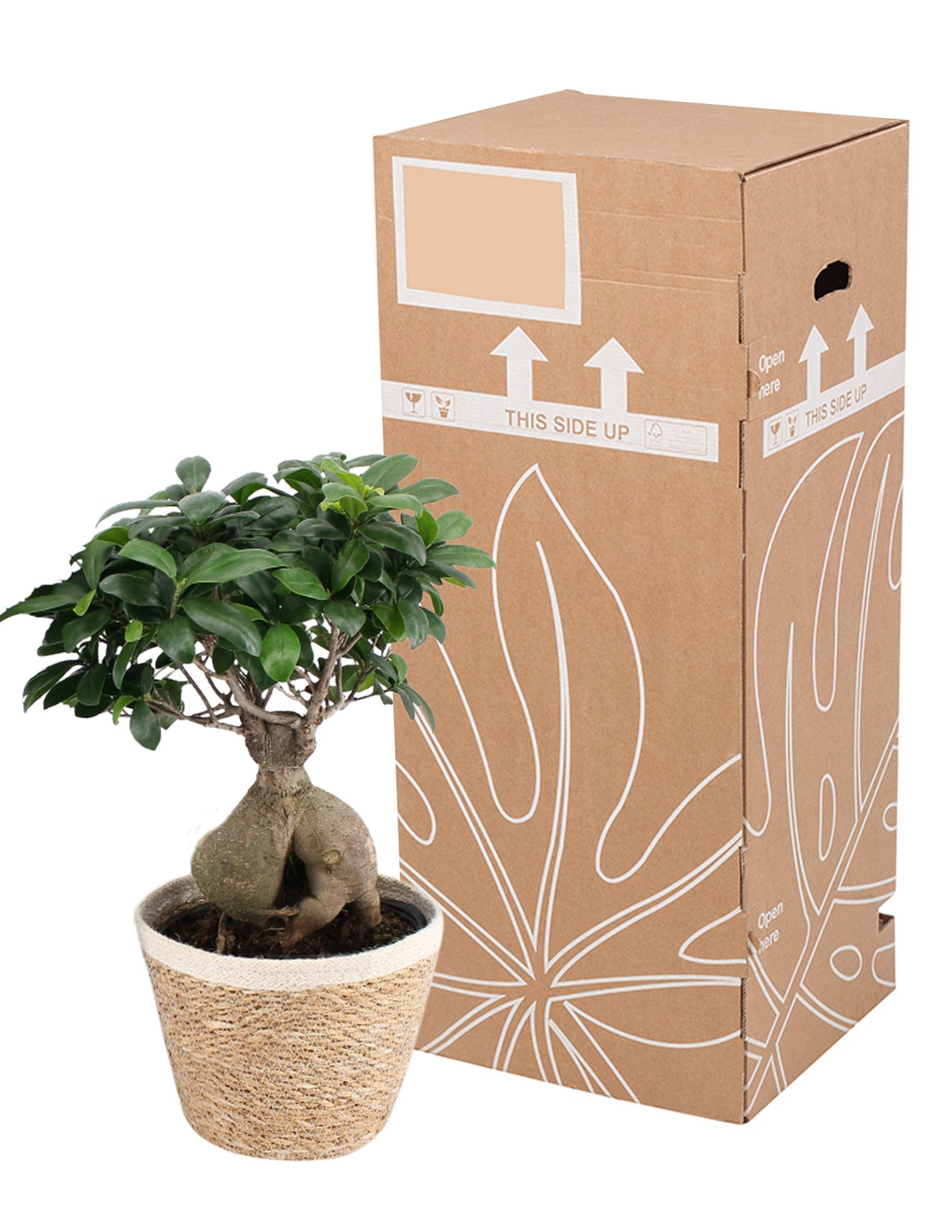 Ficus Ginseng mit Übertopf XL – vielgrün