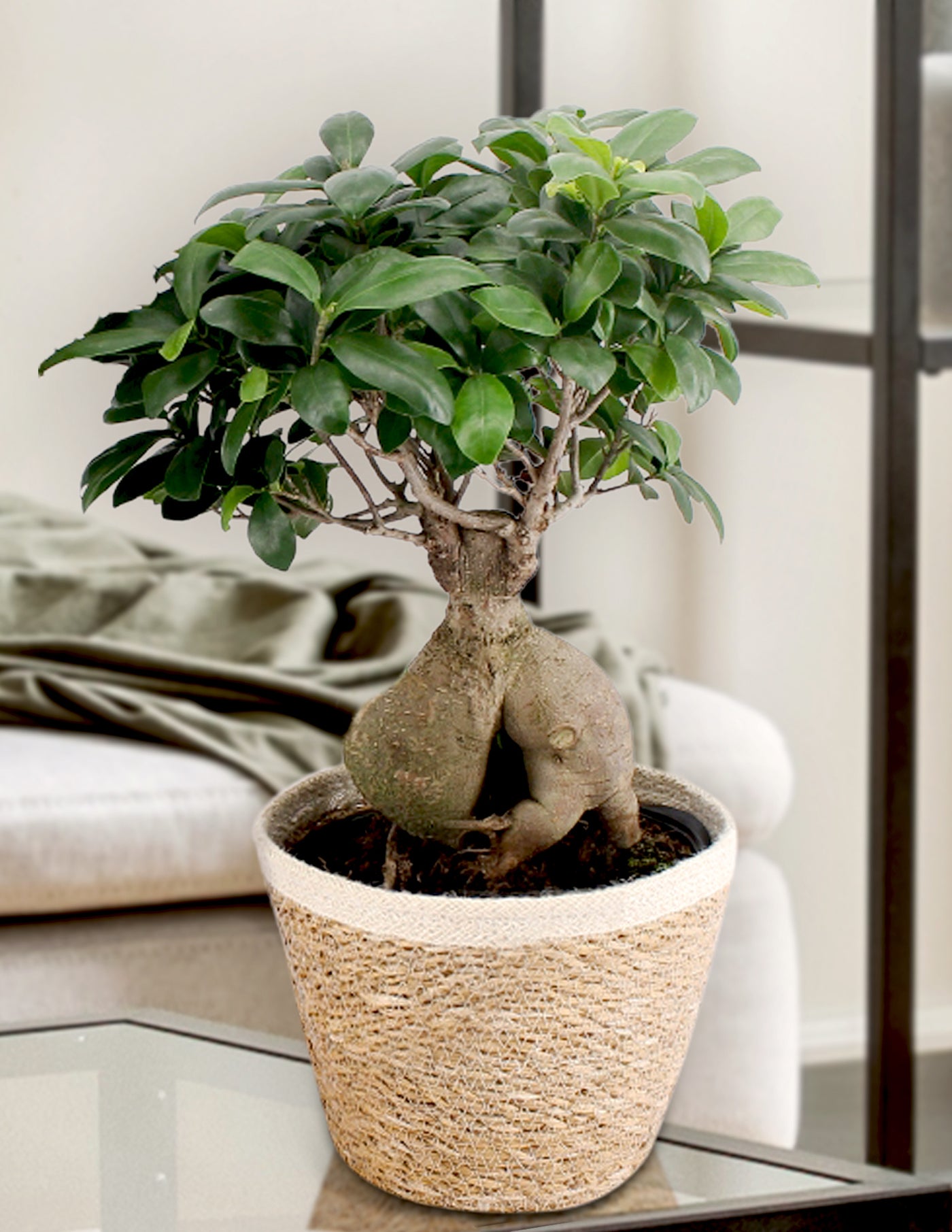 Ficus Ginseng mit Übertopf XL – vielgrün