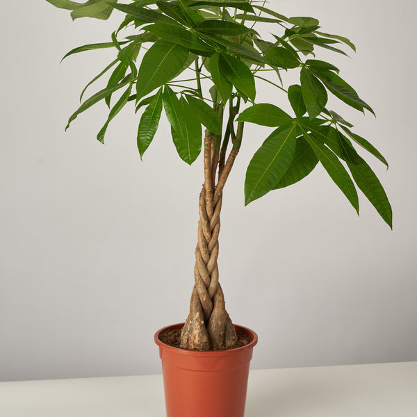Pachira Aquatica Glückskastanie XL – vielgrün