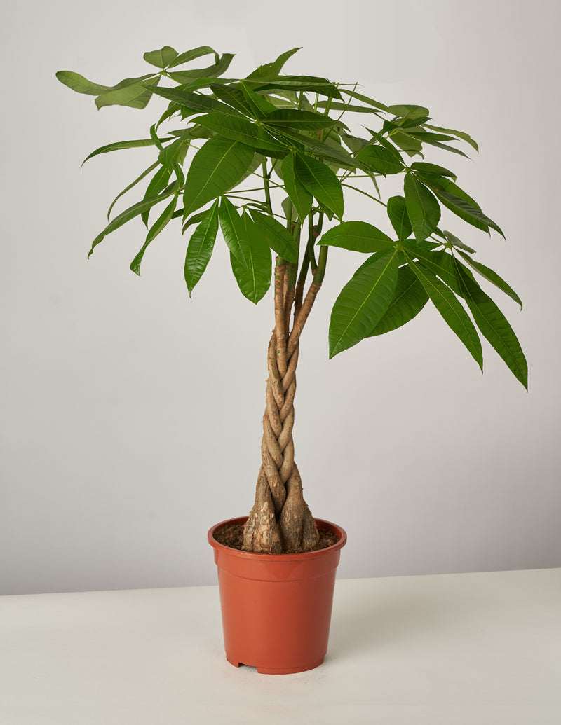 pachira zimmerpflanze Pachira Aquatica Glückskastanie XL – vielgrün