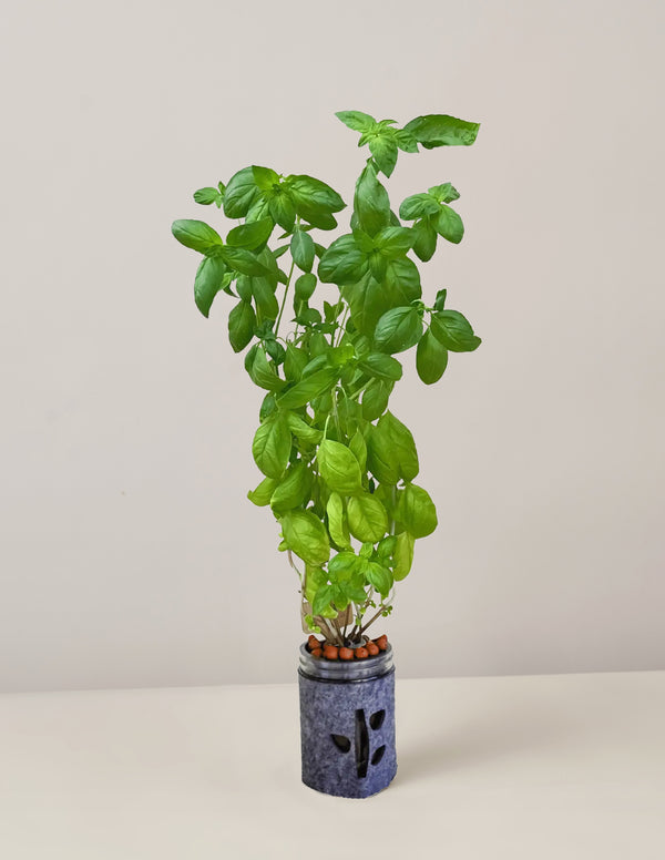 Grow Hydroponic Anzuchtset Basilikum,  Ø475ml