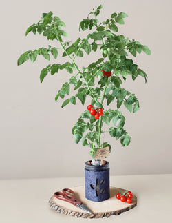Grow Hydroponic Anzuchtset Tomate,  Ø475ml
