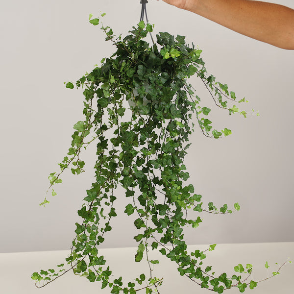 Hedera Helix Zimmerefeu, Ampel – vielgrün