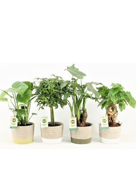 Alocasia Cucullata, Pachira, Schefflera, Monstera Deliciosa mit Topf 