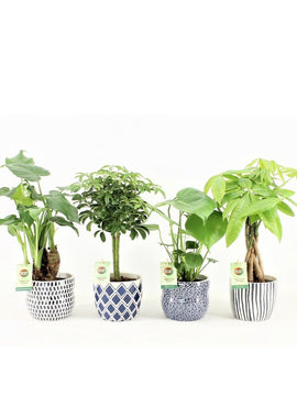 Alocasia Cucullata, Pachira, Schefflera, Monstera Deliciosa mit Topf 