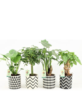 Alocasia Cucullata, Pachira, Schefflera, Monstera Deliciosa mit Topf 