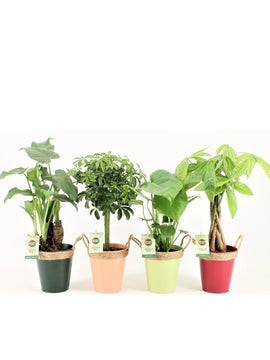 Alocasia Cucullata, Pachira, Schefflera, Monstera Deliciosa mit Topf 